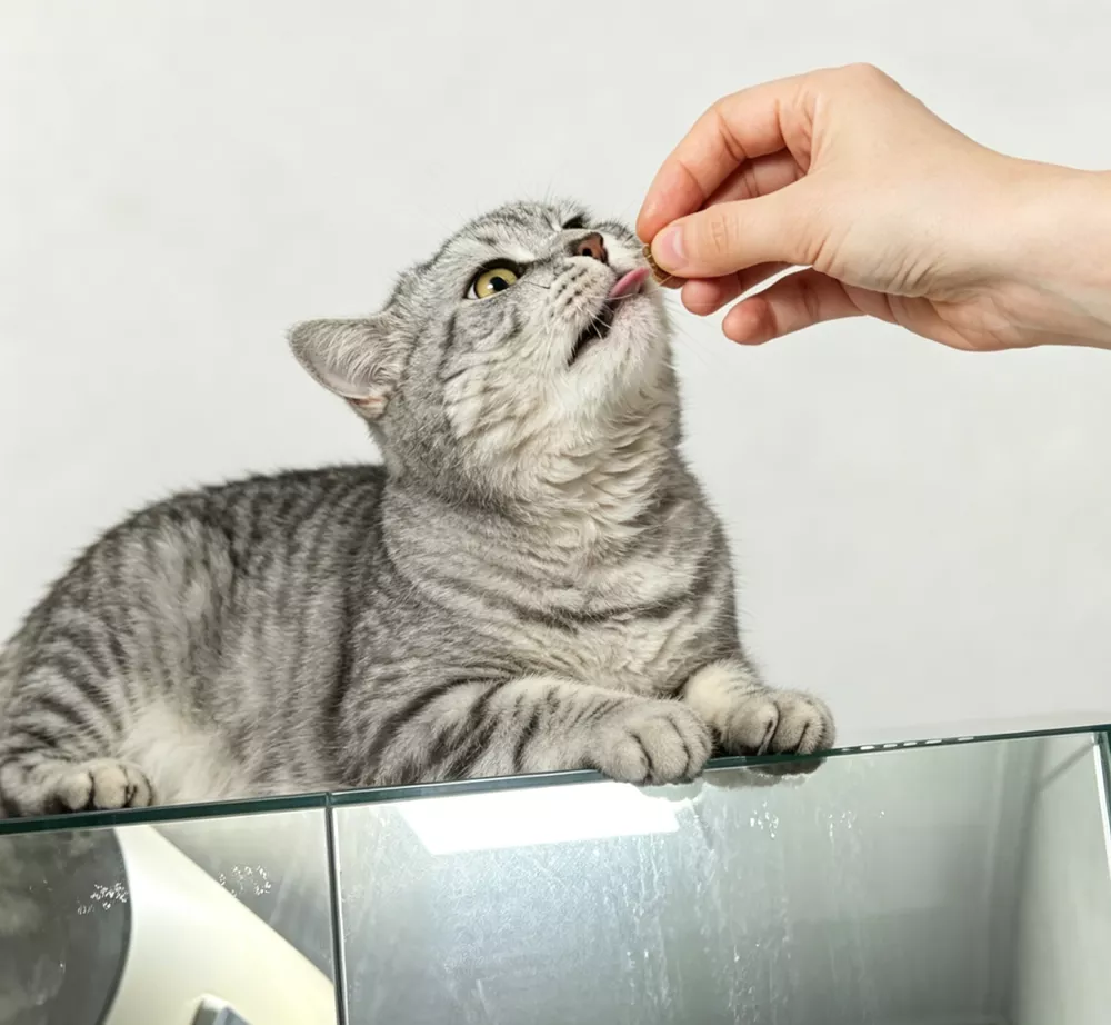 Cat Eat Soft Chews Supplements